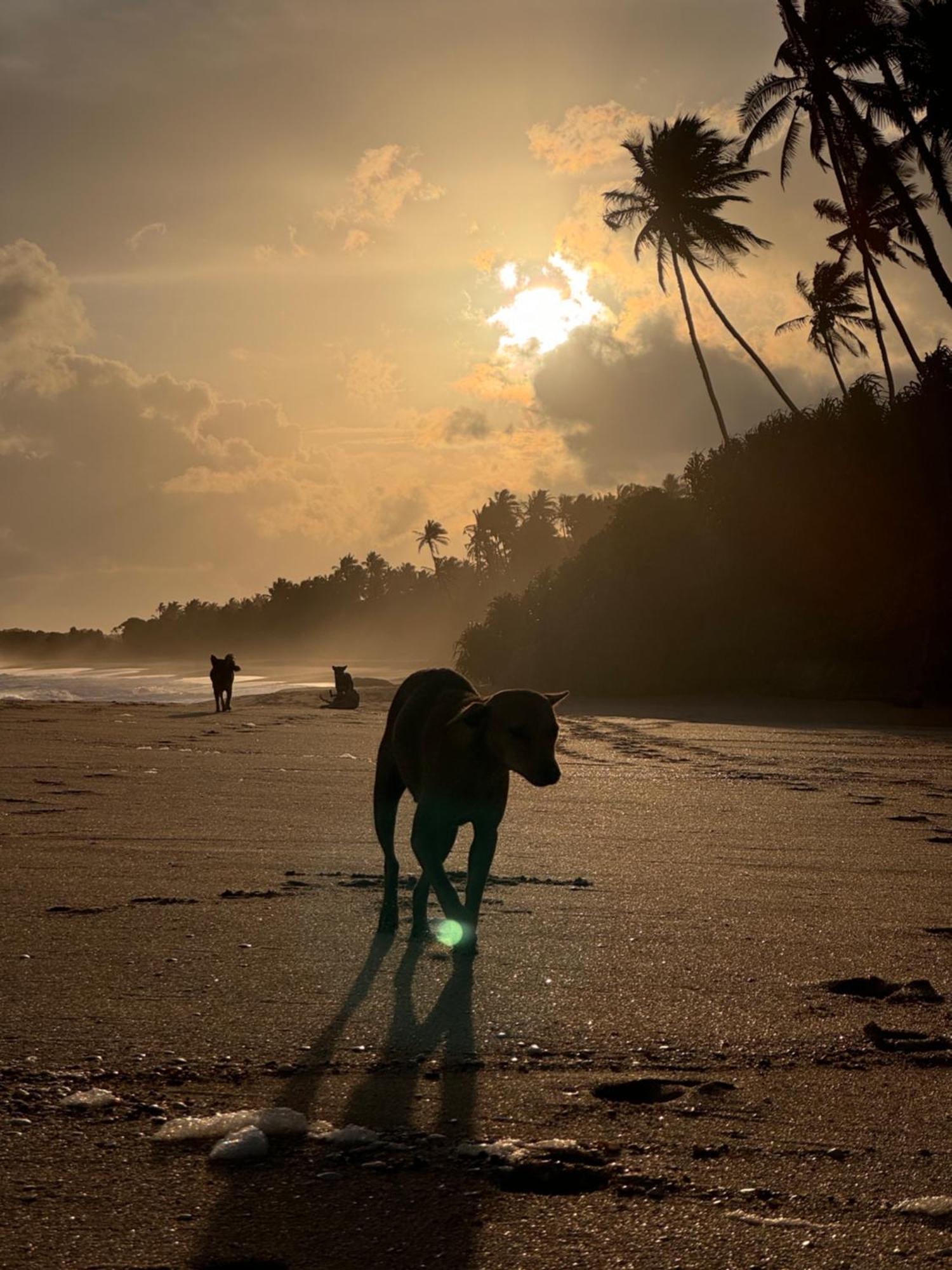 Maritime Nest Cabanas Tangalle Dış mekan fotoğraf